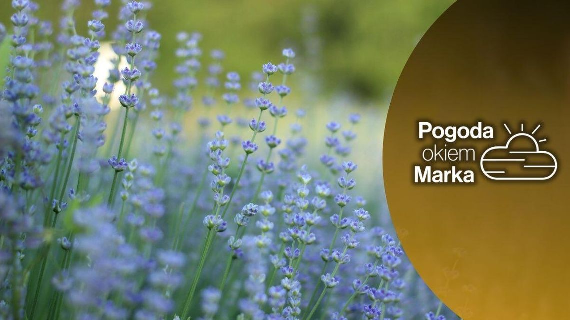Czwartek z umiarkowaną pogodą i temperaturą | Prognoza pogody na dziś - halogorlice.info zdjęcie przedstawia fioletowe małe kwiaty na łące