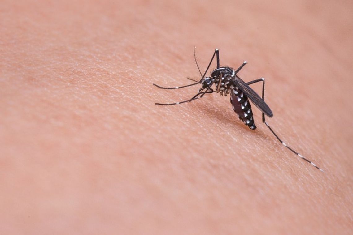 Czy gminy Gorlickiego podejmują walkę z komarami?