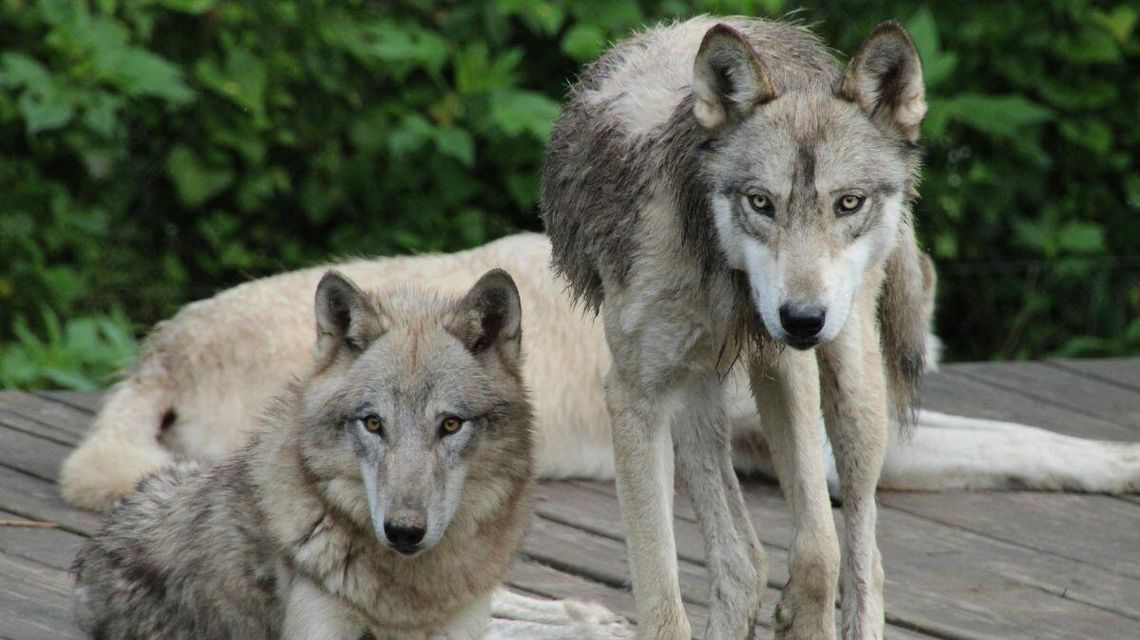 Dlaczego wilki mogą podchodzić pod domy? Niepokojące sygnały z Męciny Wielkiej zdjęcie przedstawia wilki na tarasie