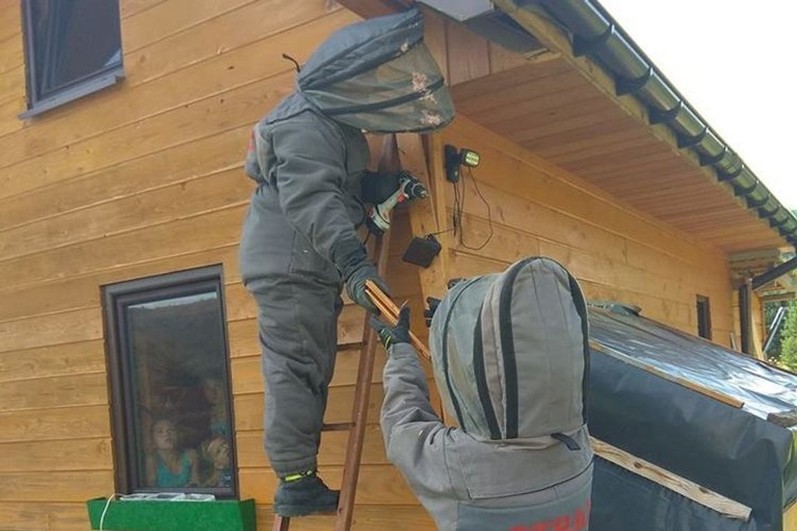 Do bani z tymi szerszeniami! Strażacy i druhowie wyjeżdżają do usuwania ich gniazd po kilka razy dziennie.