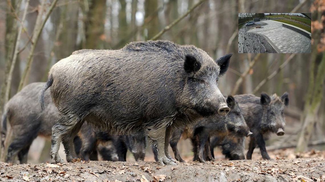 Dziki znów pojawiły się w Gorlicach. Gdzie je spotkano? [VIDEO]