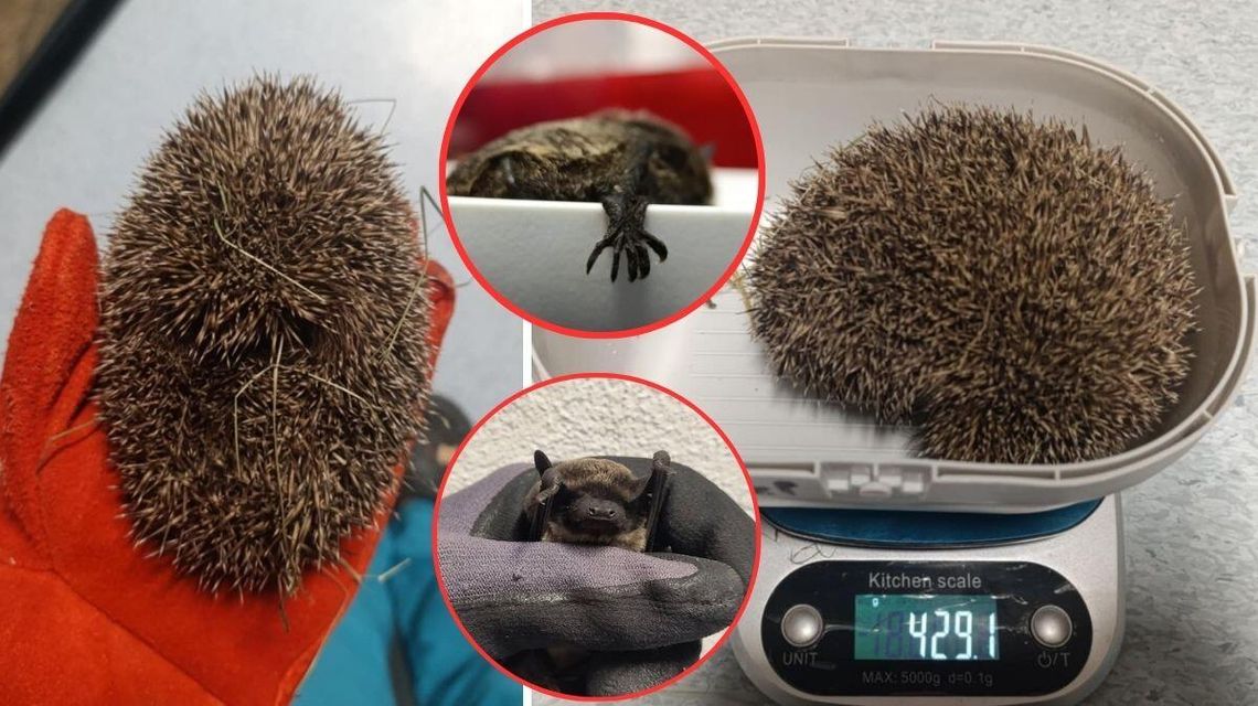 zdjęcie przedstawia jeża na wadze i ręce, obok pazury nietoperza