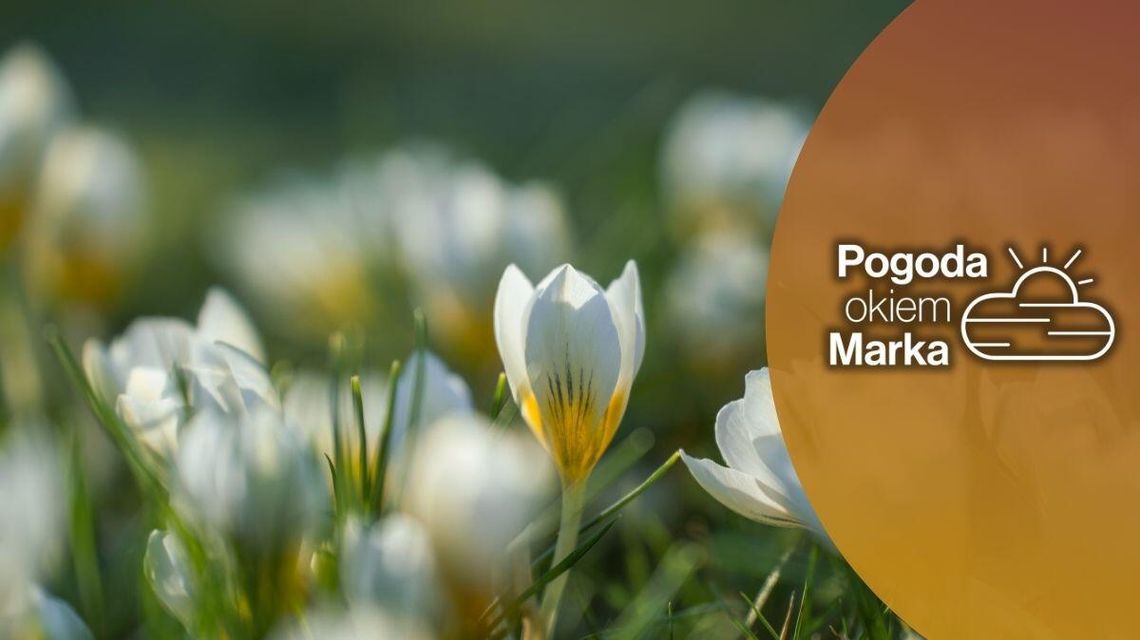 zdjęcie przedstawia kwiaty na polanie