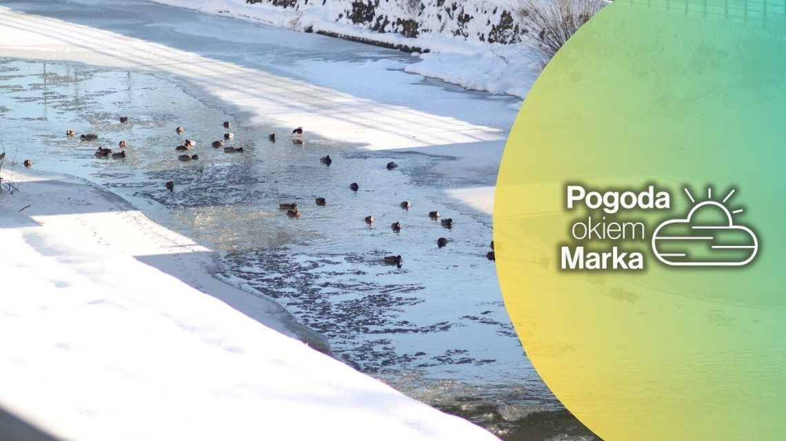 zdjęcie przedstawia kaczki na rzece