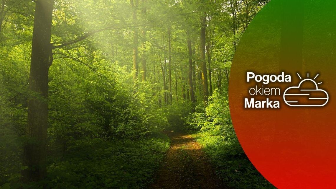 ścieżka przez gęsty las oświetlona przez poranne słońce