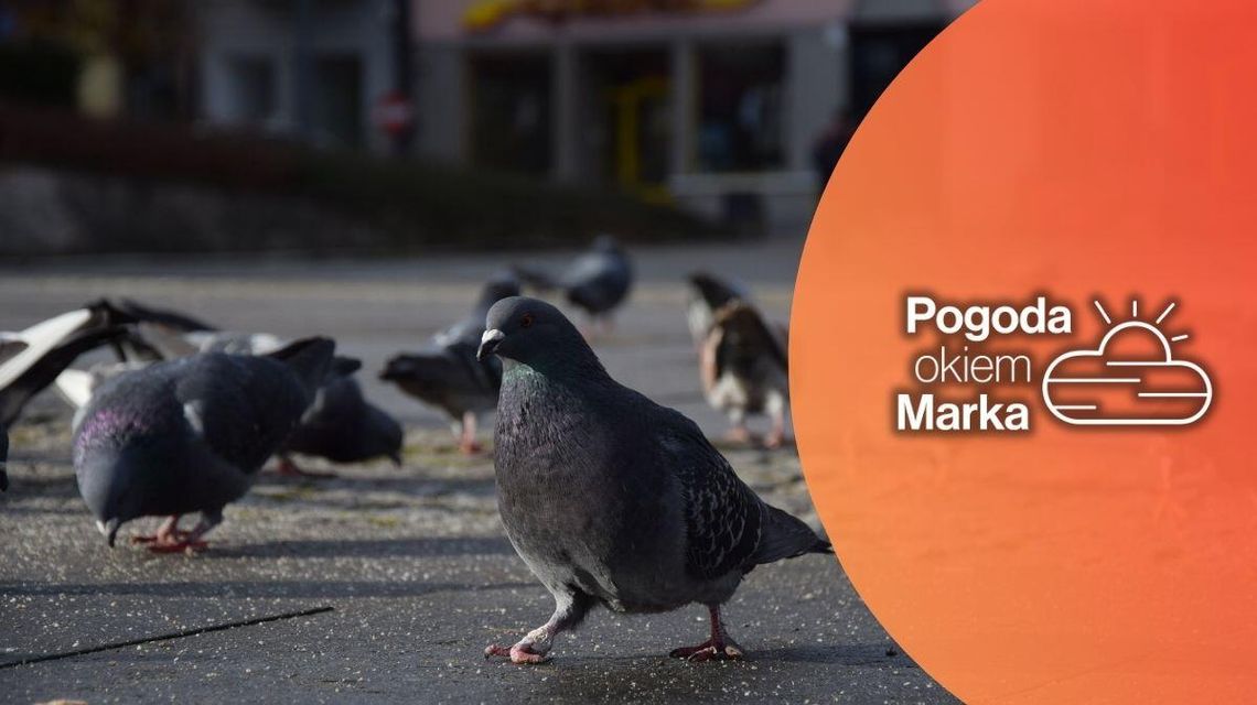Dziś pochmurnie ale ciepło | Prognoza pogody na dziś - halogorlice.info zdjęcie przedstawia gołębie