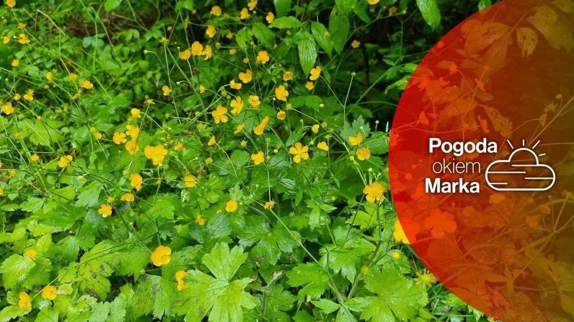 zdjęcie przedstawia polne kwiaty
