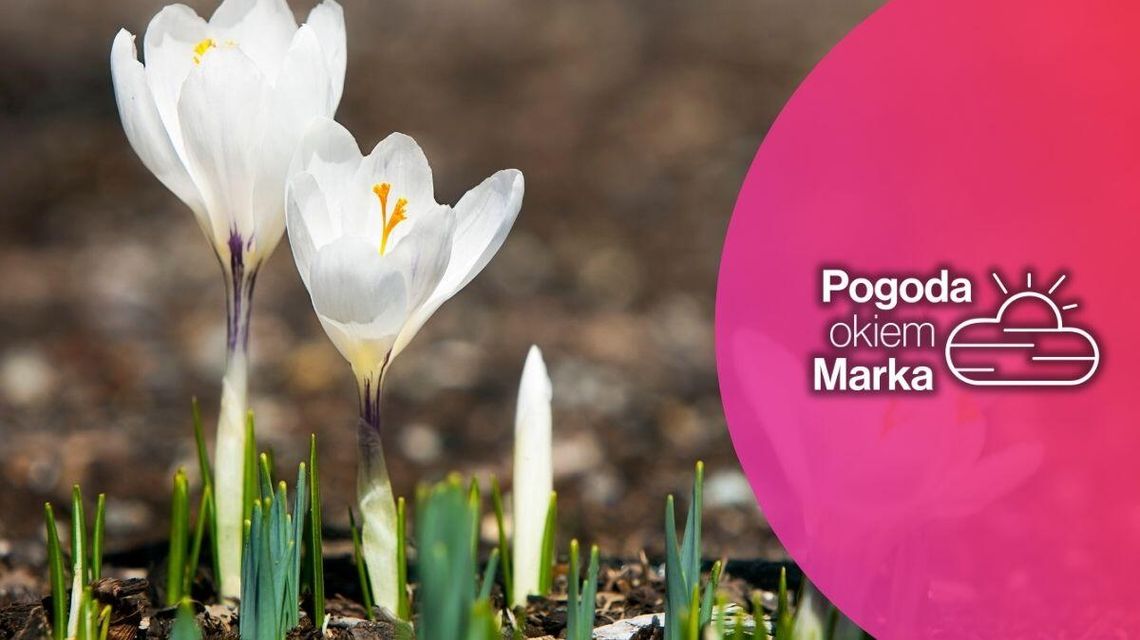 zdjęcie przedstawia kwiaty na łące