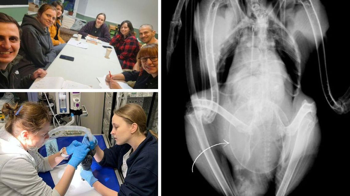 zdjęcie przedstawia grupę ludzi i zdjęcie RTG ptaka