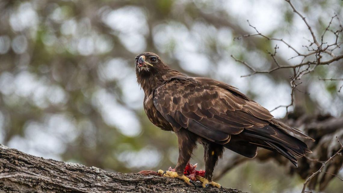 zdjęcie przedstawia ptaka na drzewie