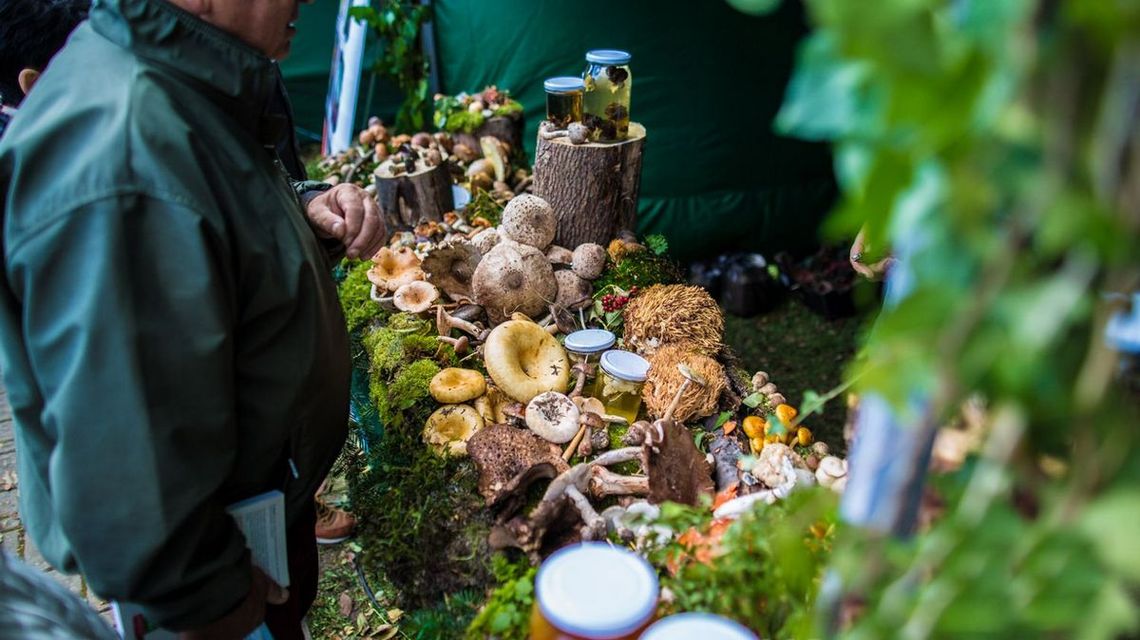 zdjęcie przedstawia stół na którym położone są grzyby