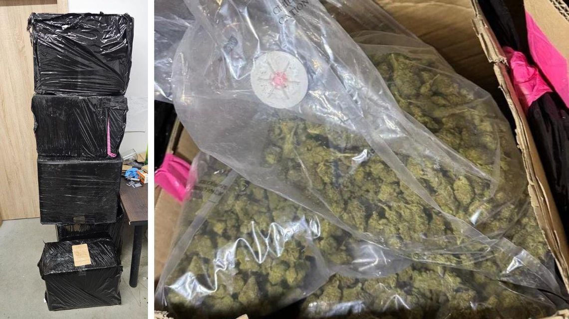 Takiej ilości ujawnionych narkotyków nie było dawno. Mężczyźnie grozi 10 lat więzienia Zdjęcie przedstawia marihuanę