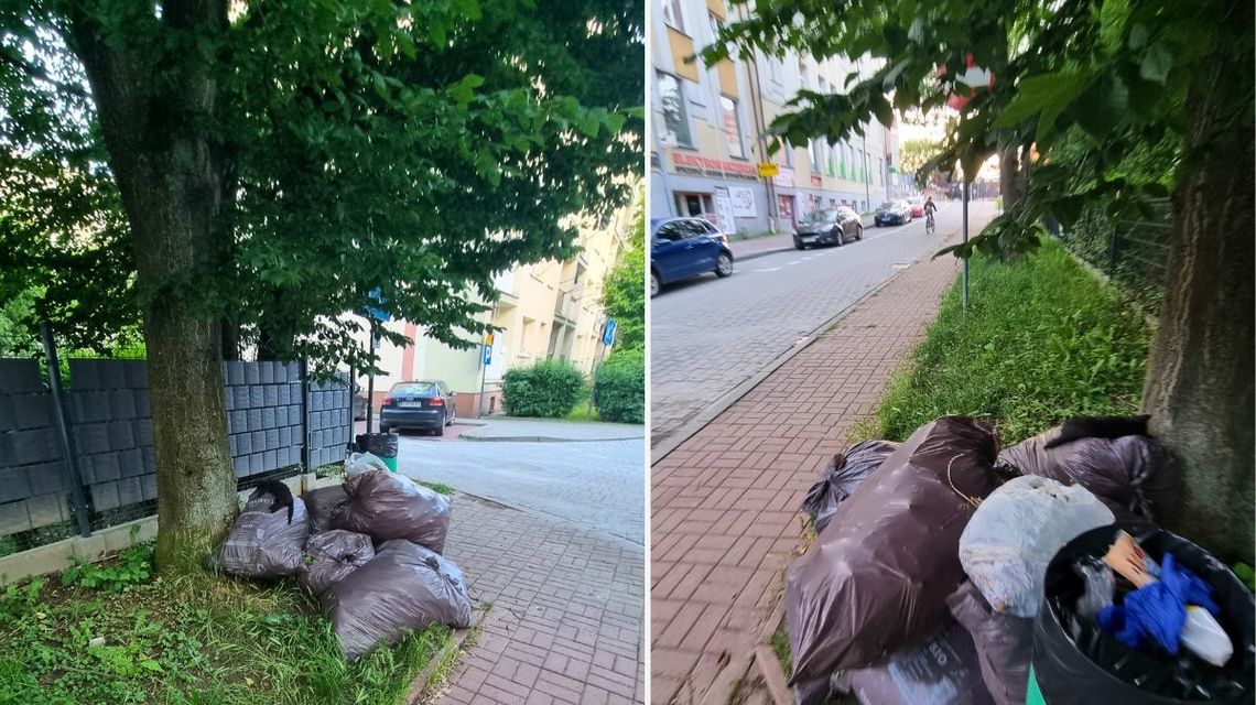 worki na bioodpady leżące przy drodze a na nich martwy kot