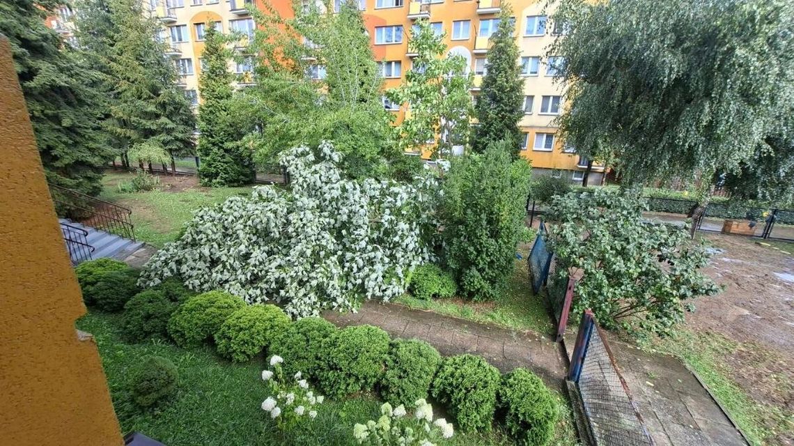 drzewo powalone na ziemie