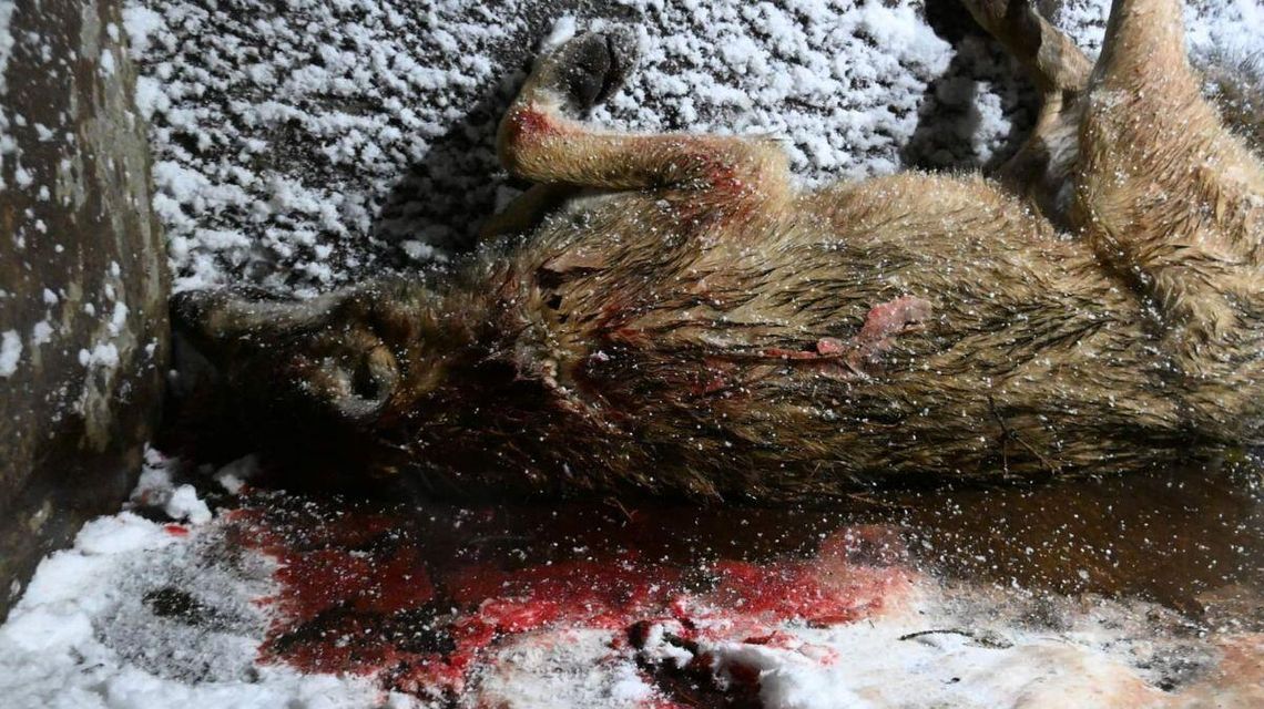 Zdjęcie przedstawia martwego wilka w kałuży krwi, leżącego na elemencie koparki - tzw. łyżce.