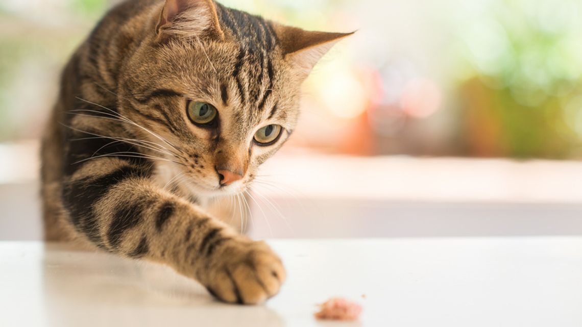 Jak prawidłowo karmić kota?