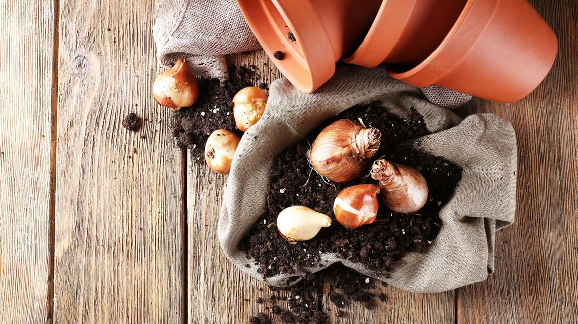 Jak przechowywać cebulki kwiatowe przez zimę? zdjęcie przedstawia cebulki kwiatowe