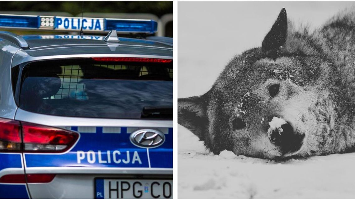 zdjęcie przedstawia tył policyjnego radiowozu i łeb wilka leżącego na śniegu