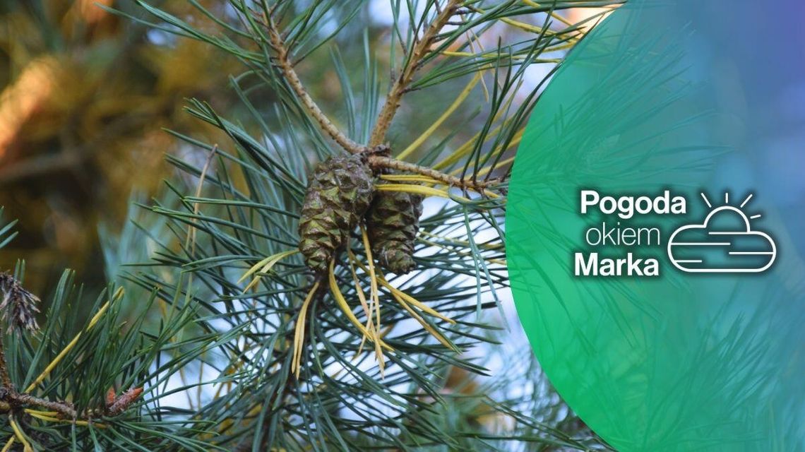 Jaka aura czeka nas w ostatni dzień października? | Prognoza pogody na dziś - halogorlice.info zdjęcie przedstawia szyszkę na drzewie