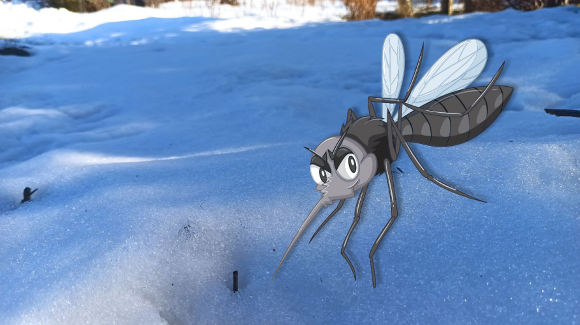 Jeden komar wiosny nie czyni. PIerwszego złapano w Moszczenicy