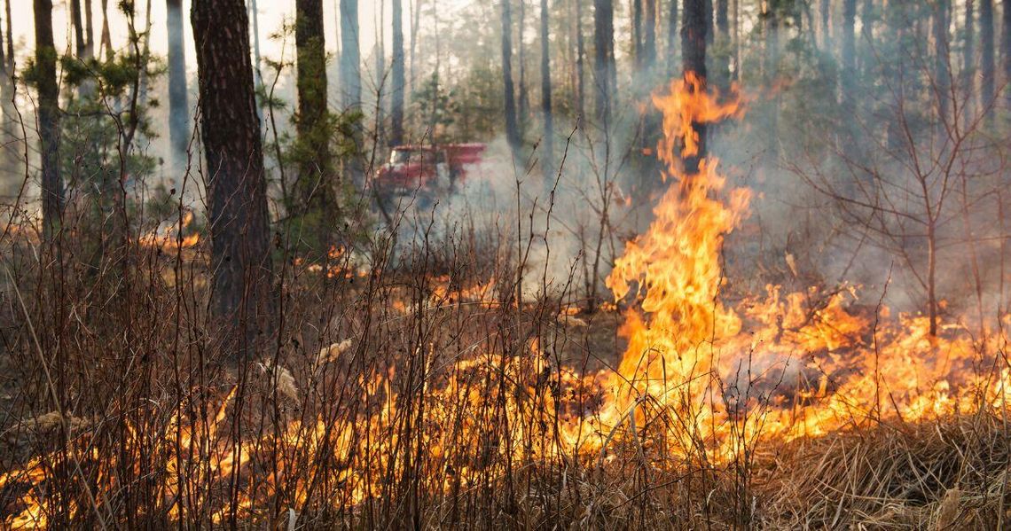 zdjęcie przedstawia palące się zarośla w lesie