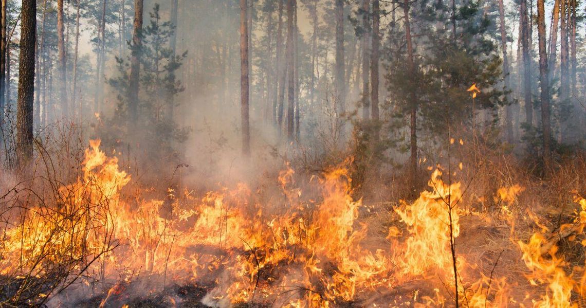 zdjęcie przedstawia palący się las