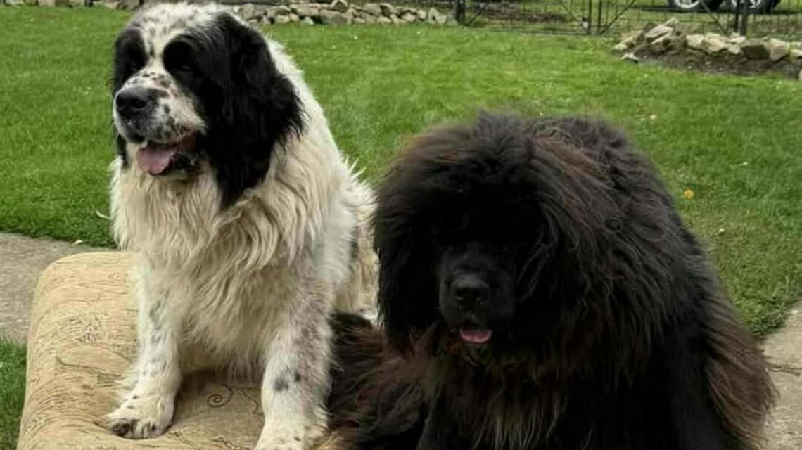 zdjęcie przedstawia dwa psy