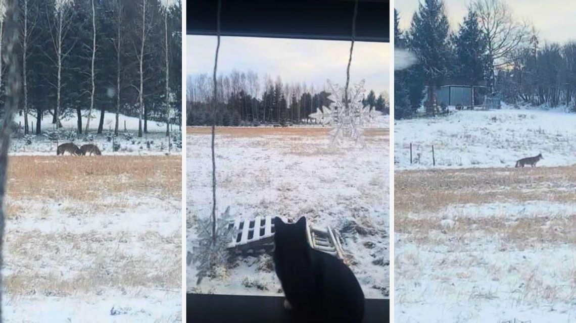 kot siedzący w oknie, za oknem wilki na polu