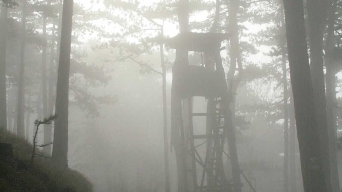 Gmina Gorlice. Komunikat w sprawie zbiorowego polowania na drapieżniki