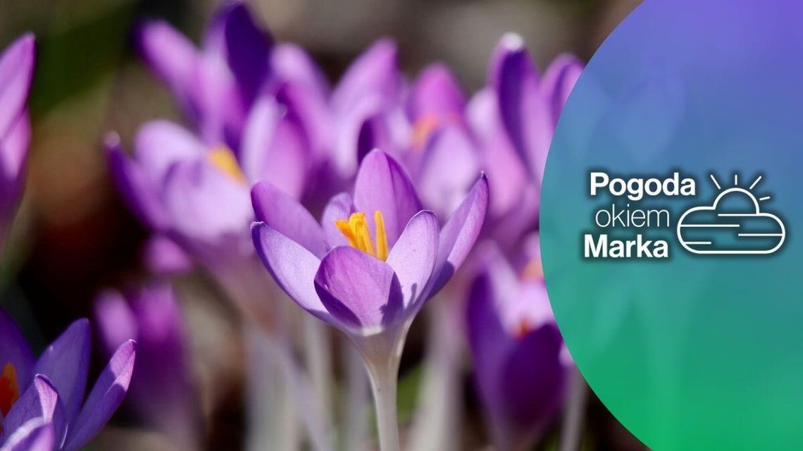 zdjęcie przedstawia fioletowy kwiat