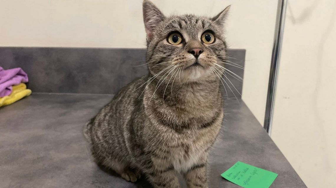 zdjęcie przedstawia szarego kota