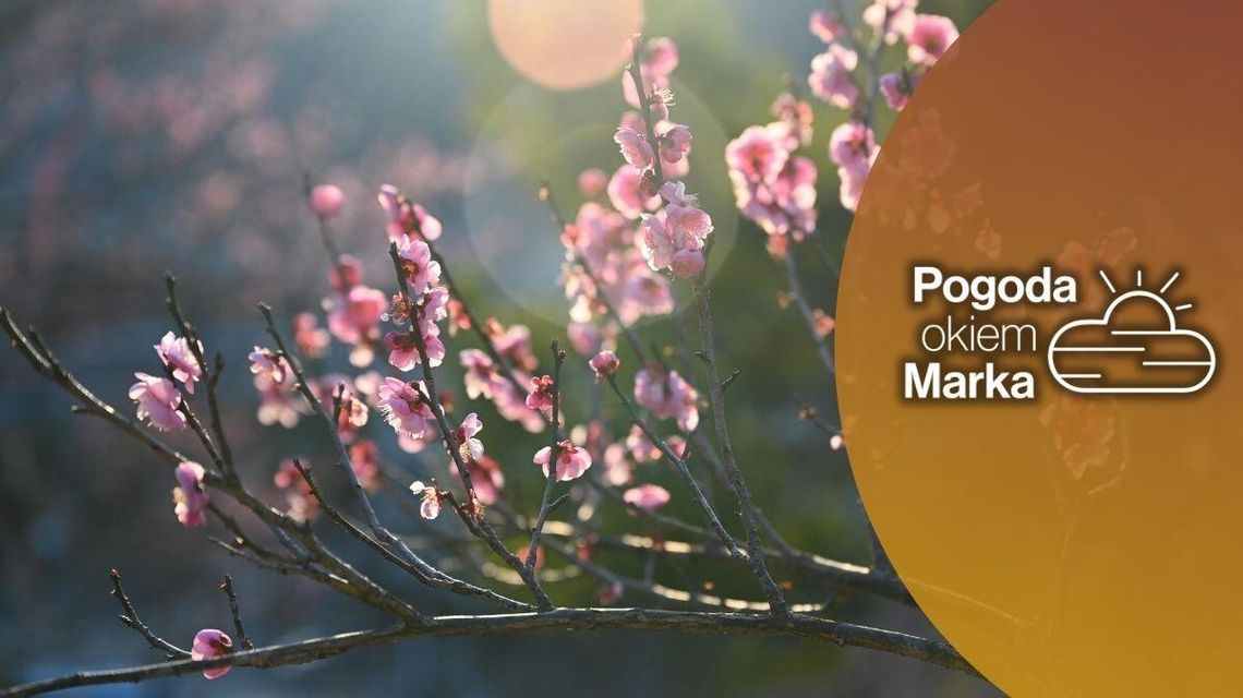 Kwietniowa sobota z większym zachmurzeniem | Prognoza pogody na dziś - halogorlice.info zdjęcie przedstawia gałązki drzewa z kwiatami