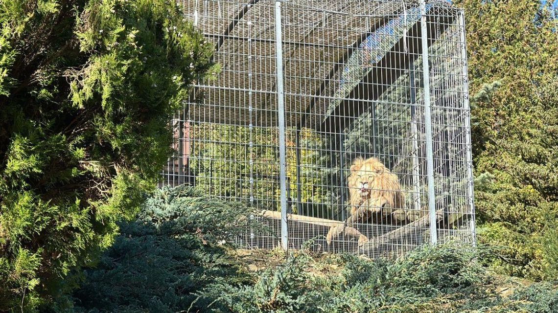 Zdjęcie przedstawia mężczyznę z lwem