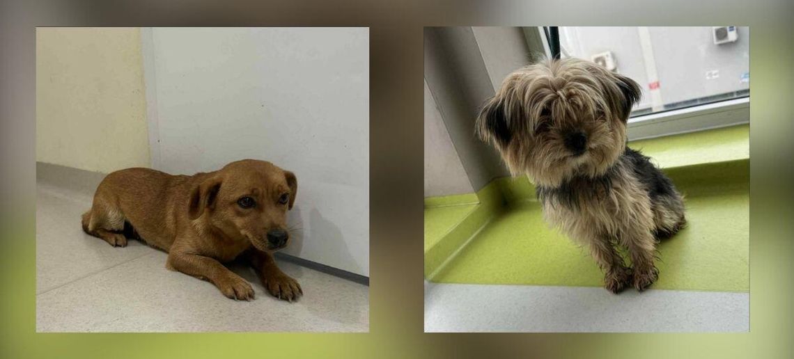 zdjęcie przedstawia dwa pieski