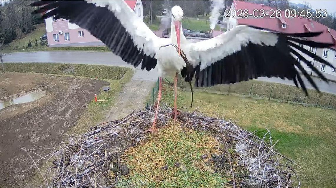 zdjęcie przedstawia bociana w gnieździe