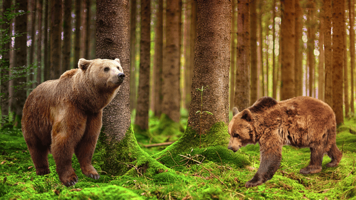 Nadleśnictwo radzi, jak zachować się w przypadku spotkania niedźwiedzia