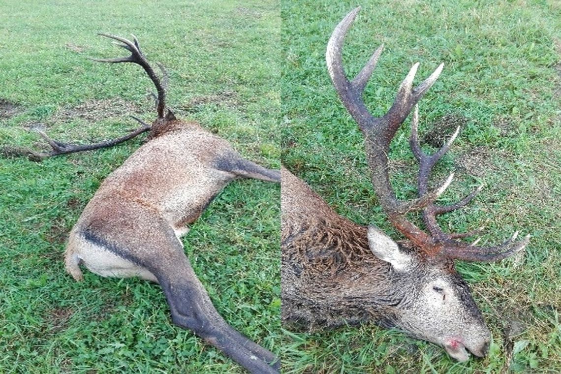 Nagroda za wskazanie kłusownika, który zabija byki dla poroża (Uwaga, drastyczne zdjęcia)