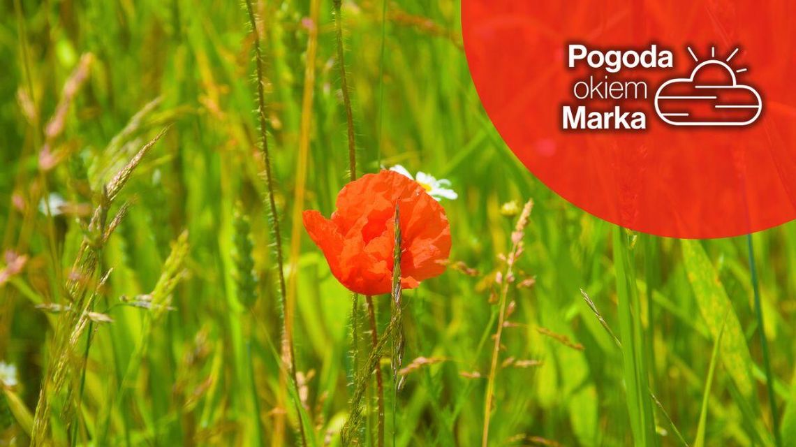 zdjęcie przedstawia maki na łące