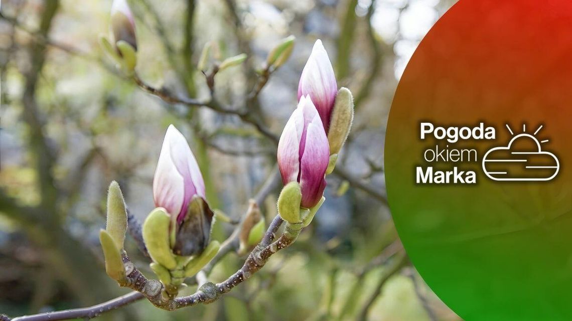 zdjęcie przedstawia kwiat magnolii