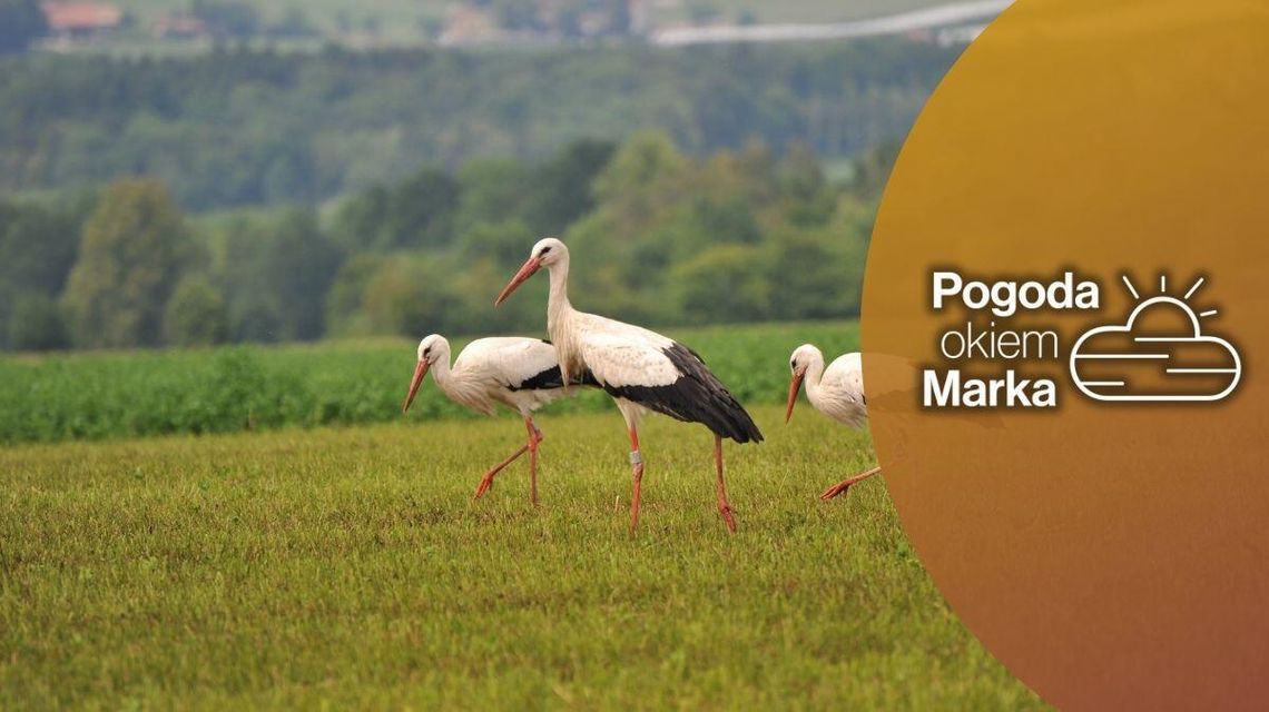 Niedziela będzie przyjemnie ciepła | Prognoza pogody na dziś - halogorlice.info bociany na łące w beskidzkie niskim