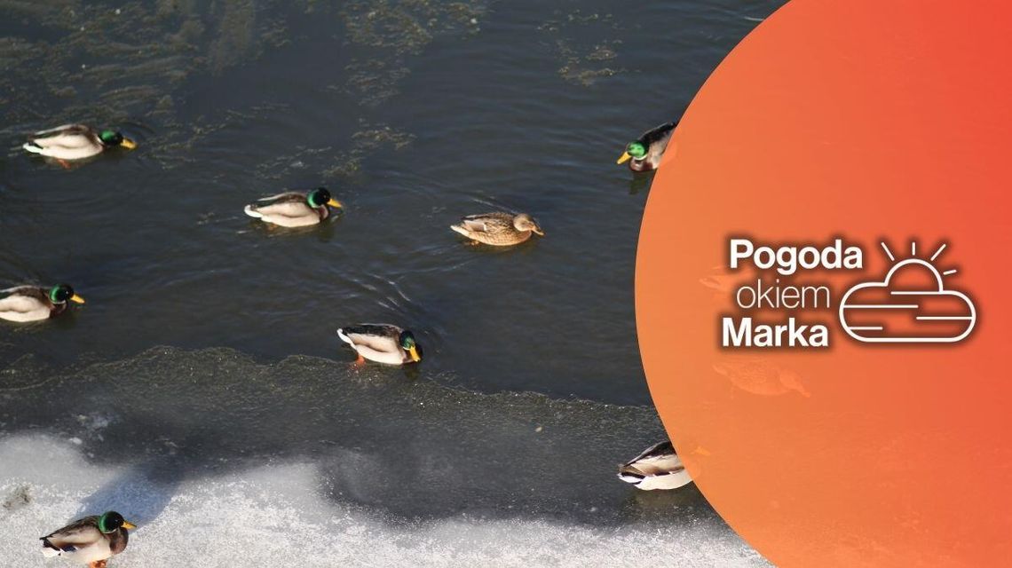 zdjęcie przedstawia kaczki w wodzie