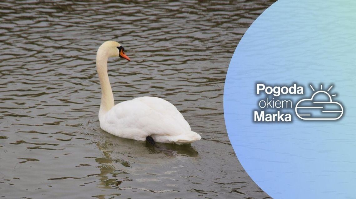 zdjęcie przedstawia łabędzia w wodzie