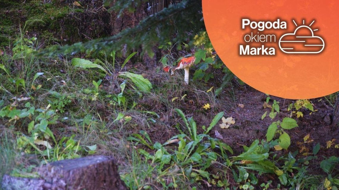 Niedziela na przemian, zachmurzenie i słońce | Prognoza pogody na dziś - halogorlice.info zdjęcie przedstawia trawę i czerwonego grzyba w lesie