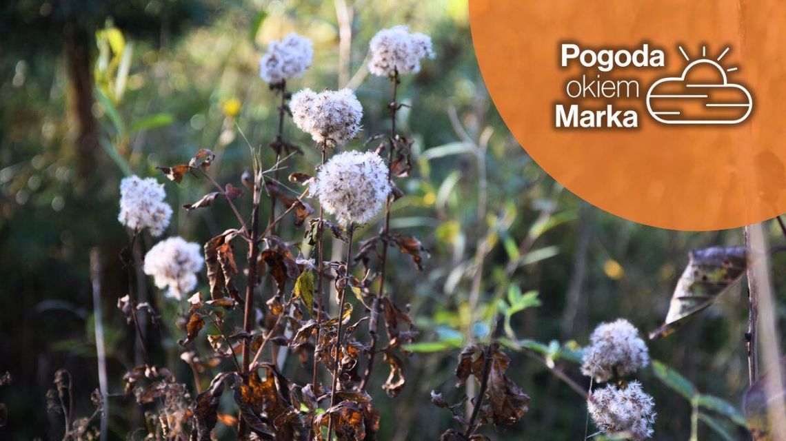 zdjęcie przedstawia trawę na łące