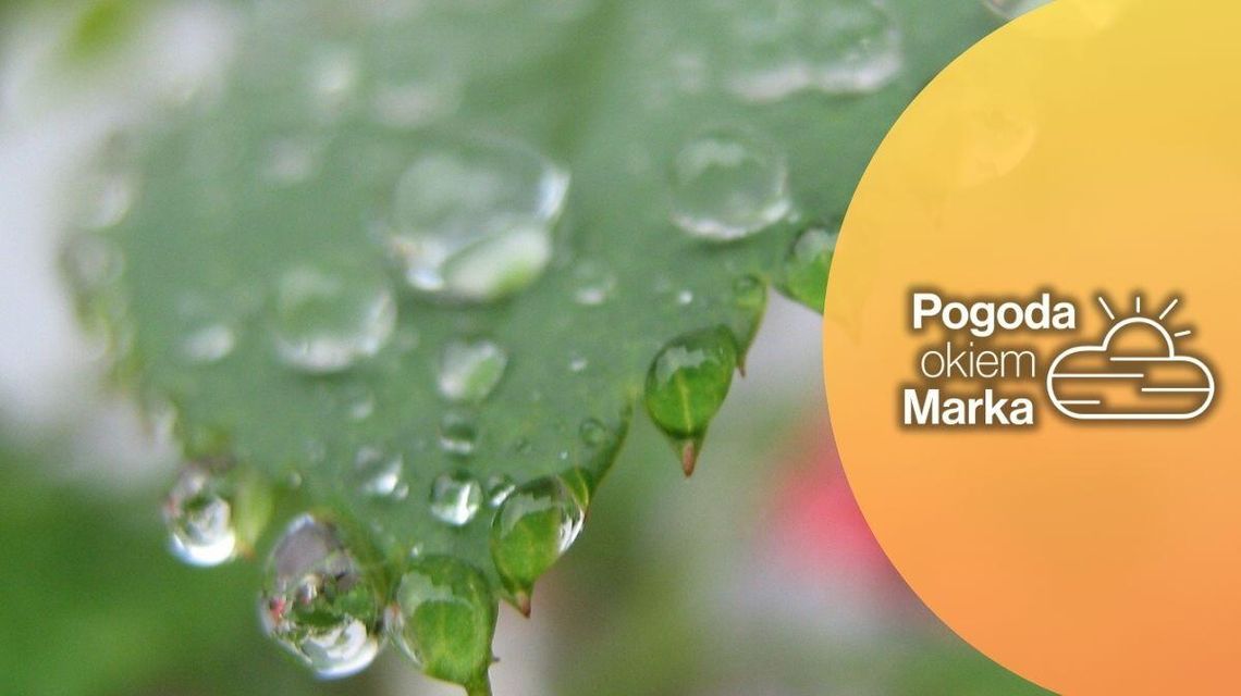 Niedziela z gorszą aurą | Prognoza pogody na dziś - halogorlice.info zdjęcie przedstawia mokry liść