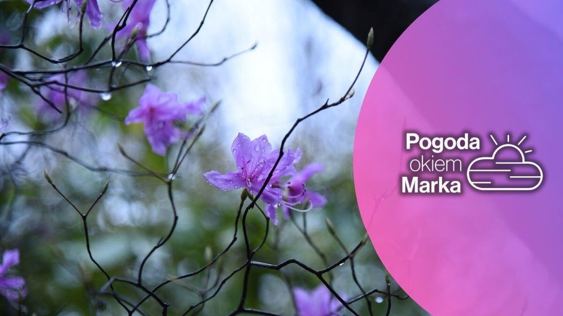 Niedziela z letnim czasem, ale z pogodą jesienną | Prognoza pogody na dziś - halogorlice.info zdjęcie przedstawia fioletowy kwiat na drzewie