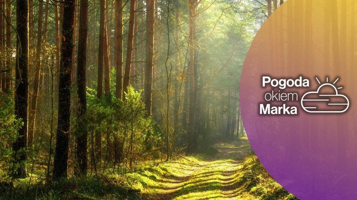 Niedziela z przyjemnie letnią temperaturą | Prognoza pogody na dziś - halogorlice.info leśna droga oświetlona przez promienie słońca