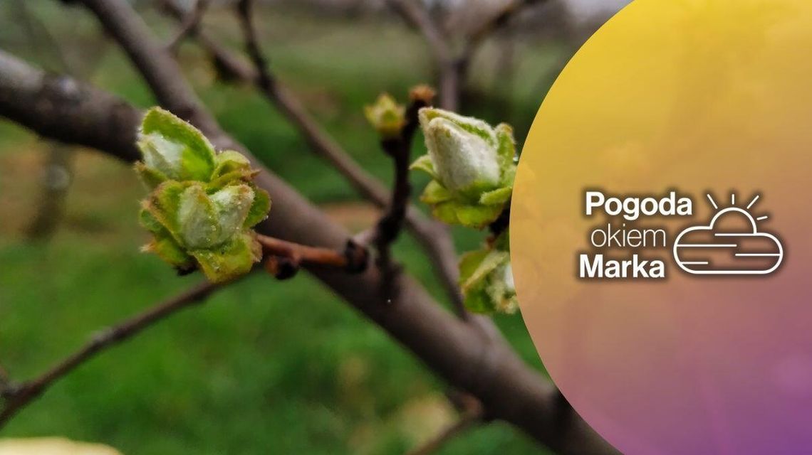 zdjęcie przedstawia gałązkę z pędem na drzewie