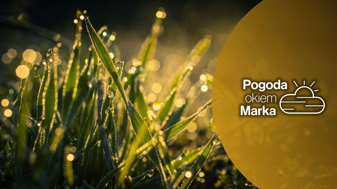 zdjęcie przedstawia zaszronioną trawę