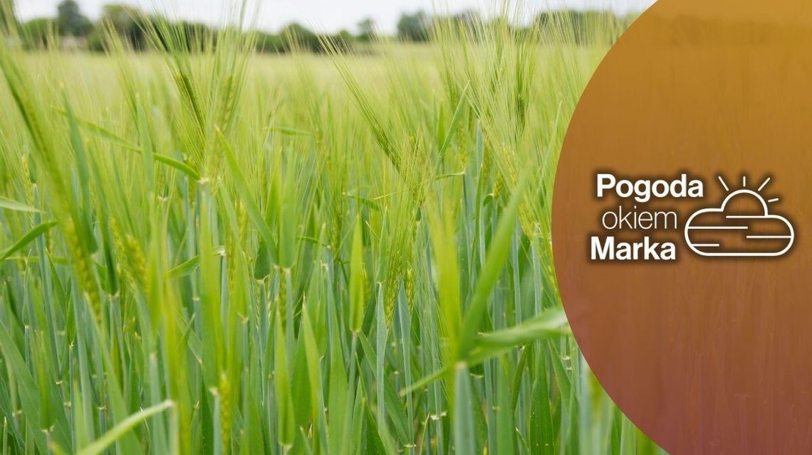 Niedziela ze zwiastunem tego, co czeka nas w poniedziałek | Prognoza pogody na dziś - halogorlice zielone zboże na polu